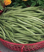 French Filet Stringless Green Bush Bean